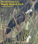 Woolly Necked Stork (3) Coming Soon